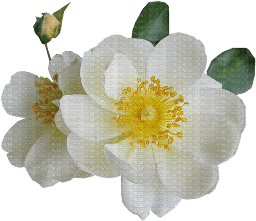 white roses Bb2 - bezmaksas png