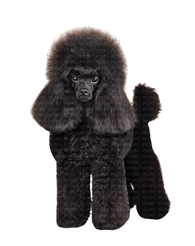Pretty cute small poodle - kostenlos png
