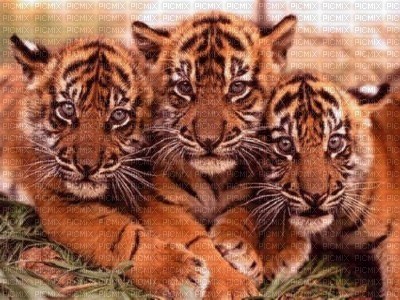 3 tigre - PNG gratuit