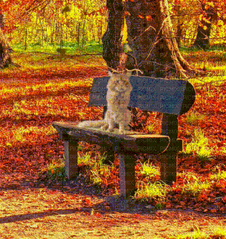 cat in autumn - GIF animasi gratis