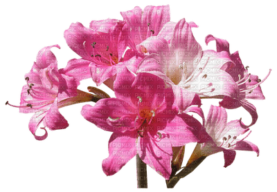 kukka fleur flower - zadarmo png
