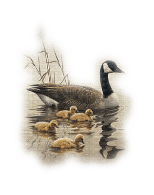 Kaz_Creations Animals Animal Birds Bird Duck Paysage Scenery - PNG gratuit
