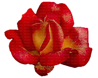 rose red gif glitter anime animated  deco tube spring printemps frühling primavera весна wiosna  flower fleur blossom bloom blüte fleurs blumen - 無料のアニメーション GIF