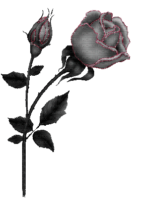 Roses dm19 - Δωρεάν κινούμενο GIF