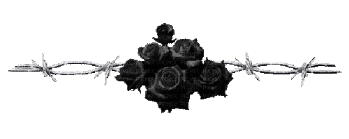 Barre de séparation Rose noire - Bezmaksas animēts GIF