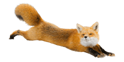 Kaz_Creations Animals Fox - nemokama png