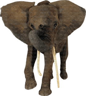 Kaz_Creations Elephant - png grátis