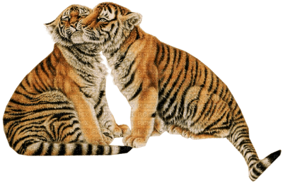 Tigres.s - PNG gratuit