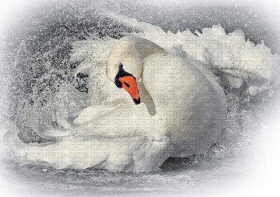 Kaz_Creations Animals  Birds Bird Swans - δωρεάν png