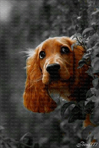 maj gif chien - Безплатен анимиран GIF