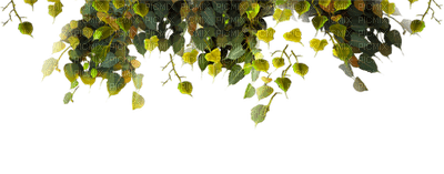 green leaves - zdarma png