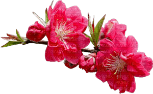 fleurs roses - zadarmo png