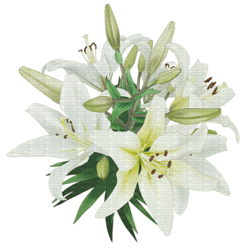 ✶ Flowers {by Merishy} ✶ - 免费PNG