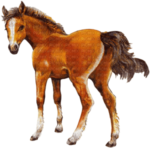 cavallo potro dubravka4 - Free PNG