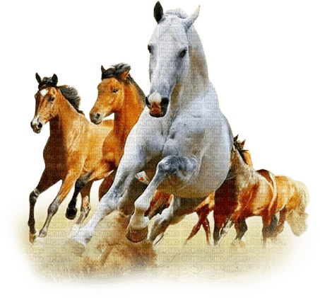 soave animals horse deco brown white - png gratis