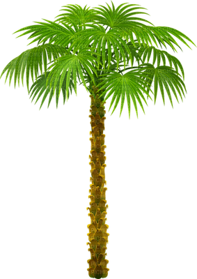 Palmtree - ücretsiz png