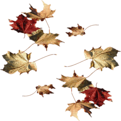 autumn - Free PNG