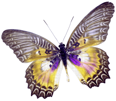 papillon.Cheyenne63 - фрее пнг