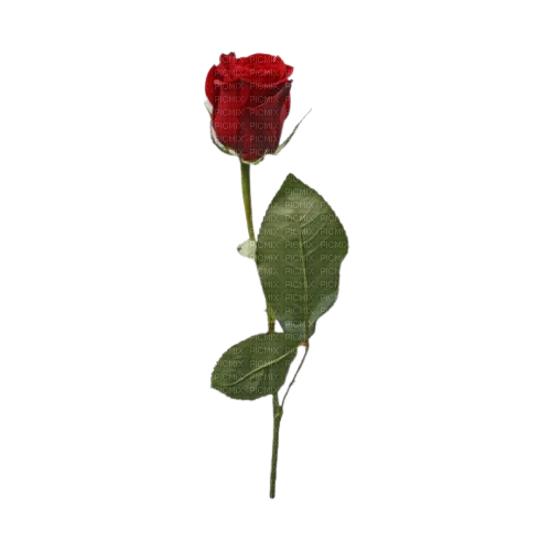 red rose - Free PNG