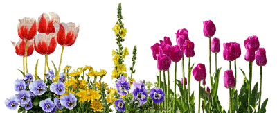wiosenne kwiaty - png ฟรี
