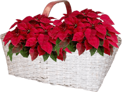 Christmas flower - kostenlos png