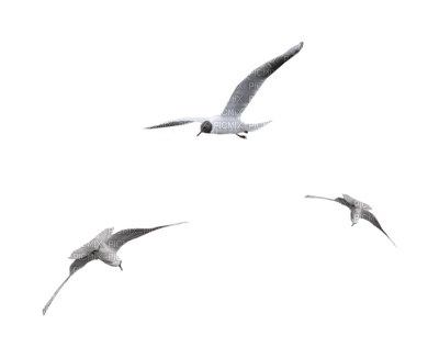 seagulls mouette - PNG gratuit