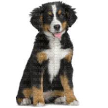 Kaz_Creations Dogs Dog Pup 🐶 - PNG gratuit