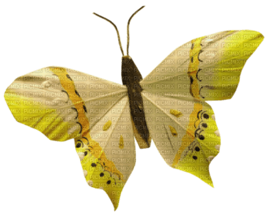 papilon - PNG gratuit