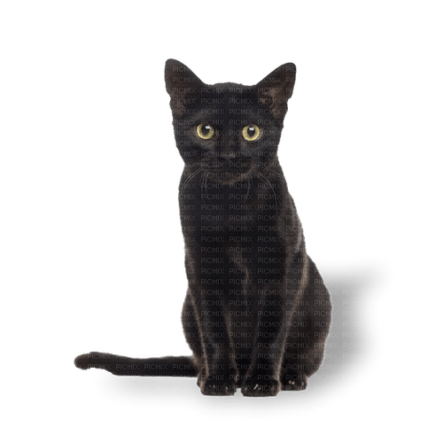 kikkapink deco scrap black cat - PNG gratuit