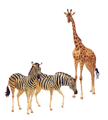 Zwierzęta Afryki - GIF เคลื่อนไหวฟรี