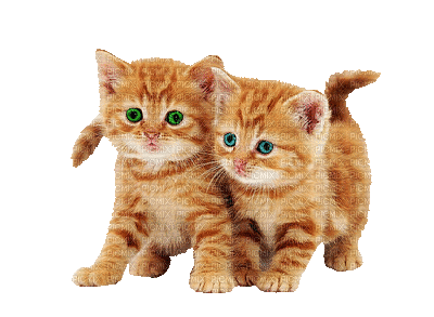 Kaz_Creations Animated Cat Kitten - Безплатен анимиран GIF