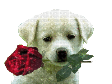 puppy with red rose - GIF animé gratuit