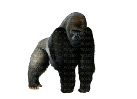 Kaz_Creations Gorilla - PNG gratuit