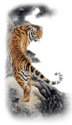 tigre.Cheyenne63 - Free PNG