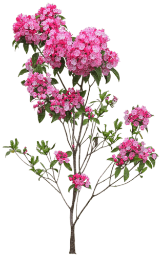 flores transparentes dubravka4 - besplatni png