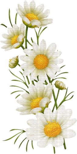 spring flowers 3 - ilmainen png