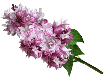 kukka flower fleur - zadarmo png