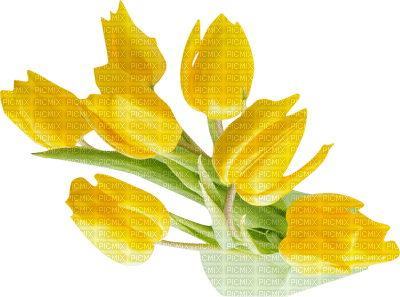 tulipan - zadarmo png
