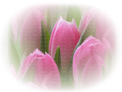 patymirabelle fleurs tulipes - PNG gratuit