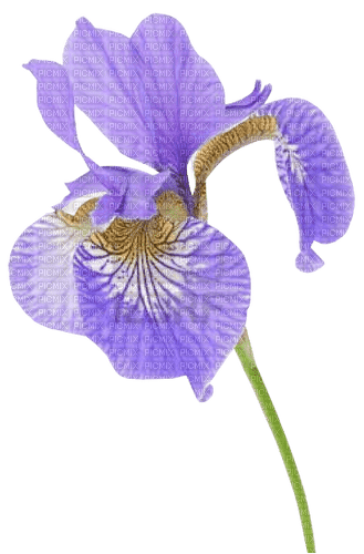 Iris - png grátis