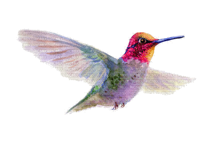 Hummingbird - png ฟรี