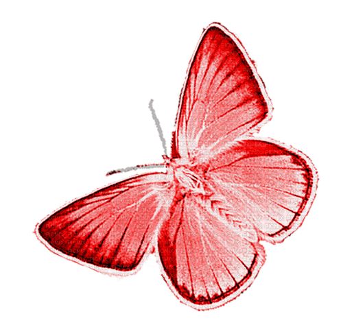 Butterfly.Red - ilmainen png