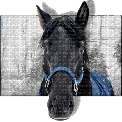 koń - Darmowy animowany GIF