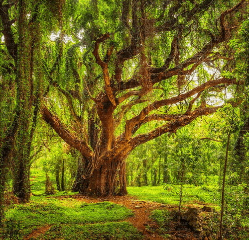 Rena Hintergrund Tree Forest - darmowe png