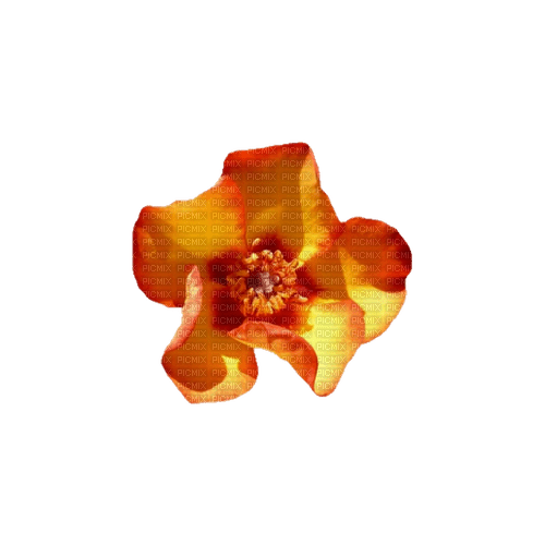 kikkapink deco scrap orange flower - δωρεάν png
