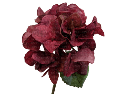 Flowers burgundy bp - 免费PNG
