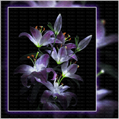 flickering lillies - 免费动画 GIF