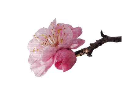 spring - 免费PNG