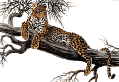 leopardo - Ilmainen animoitu GIF