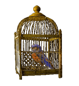 cage-bird - 免费PNG